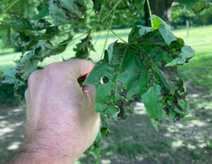 Invasive Weed Control NH