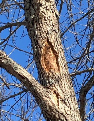 Landscape Weed & Pest Solutions LLC NH