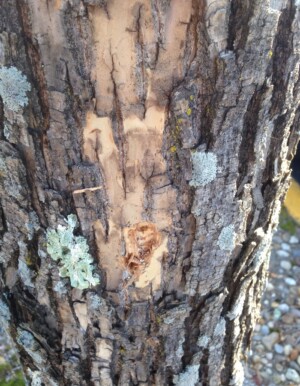 Landscape Weed & Pest Solutions LLC NH