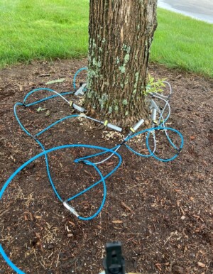 Invasive Weed Control Lyndborough NH