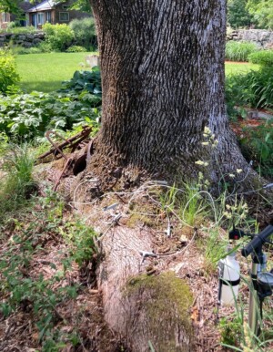 Landscape Weed & Pest Solutions NH