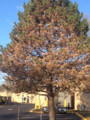 Landscape Weed & Pest Solutions LLC NH