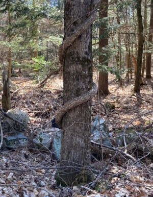 Landscape Weed & Pest Solutions NH