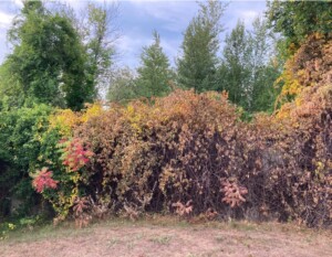 Landscape Weed & Pest Solutions LLC NH