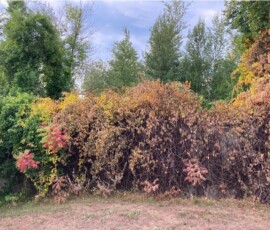 Landscape Weed & Pest Solutions LLC NH