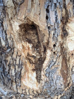 Landscape Weed & Pest Solutions NH