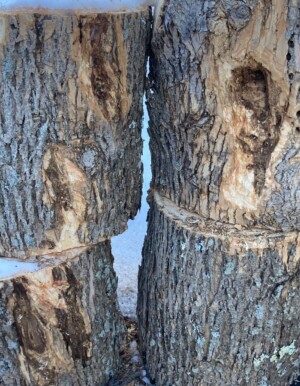 Landscape Weed & Pest Solutions NH