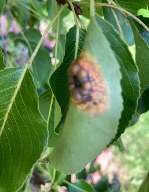 Landscape Weed & Pest Solutions LLC